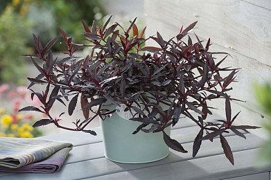 迪士尼称《夺宝奇兵》Xbox独占具有财务和战略意义